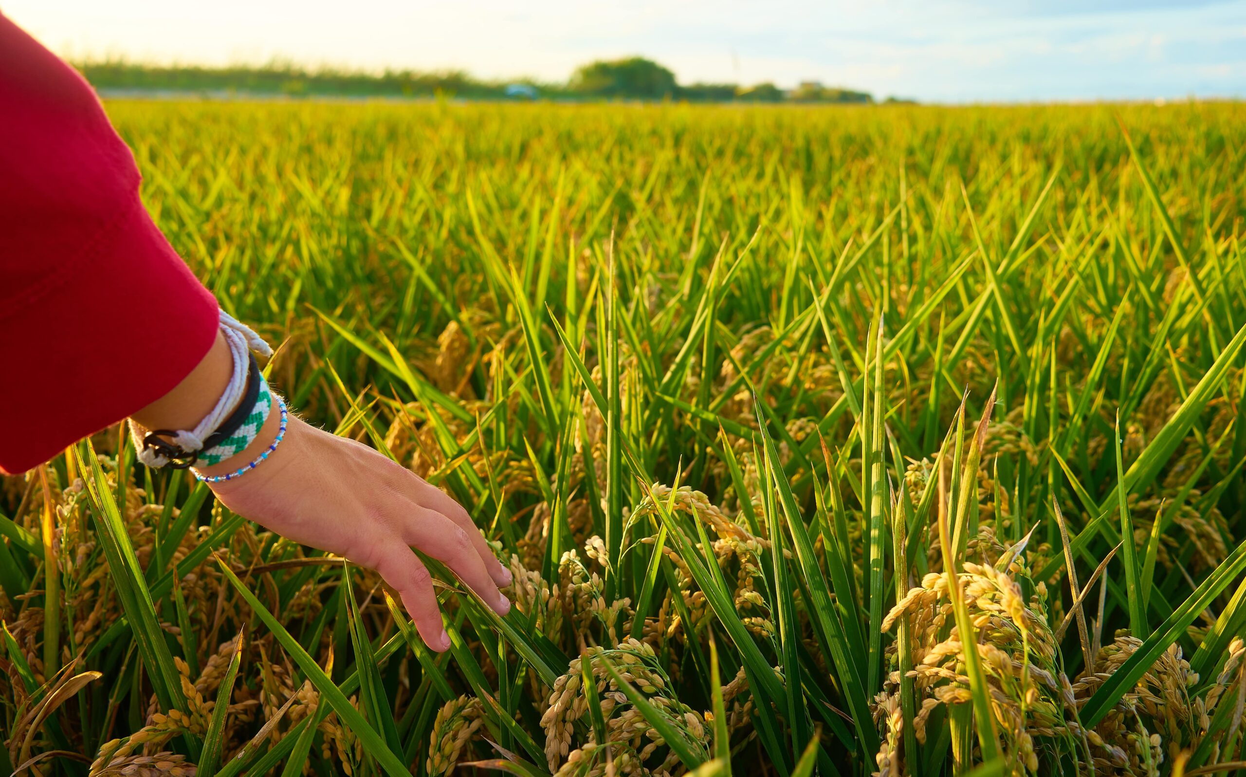 High Quality Brown Rice